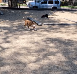 Hamlin Dog Friendly Area